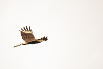 Milvago chimachima