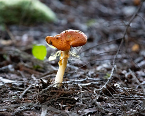 Mushroom of Maine