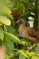 Ortalis guttata