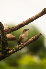 phacellodomus rufifrons