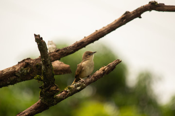 phacellodomus rufifrons