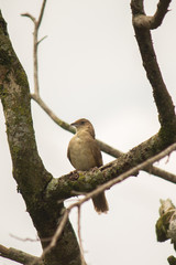 phacellodomus rufifrons