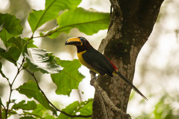 Pteroglossus inscriptus