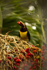 Pteroglossus inscriptus