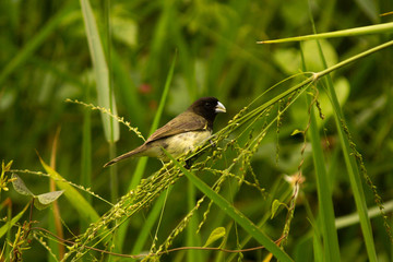 Sporophila nigricollis
