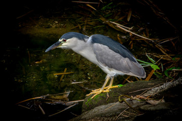 Black-crowned Night Heron in Wiamea Valley, Hawaii