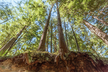 view from below the roots of trees sticking out of the earth, up towards the blue sky