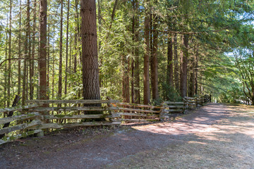 Obraz premium wooden fence of bars, along a country road near a dense forest