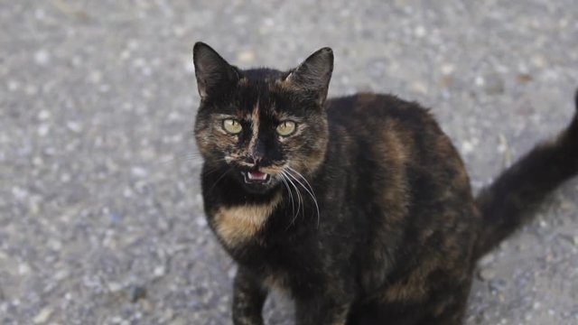 Black and brown cat meowing in slow motion.