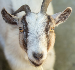 billy goat smiles for you