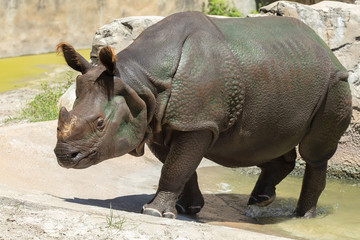 indian rhino male gets a side profile