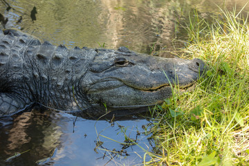massive alligator is digesting prey on the banks of the wetlands