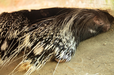 mated pair of porcupines take shelter in their nest