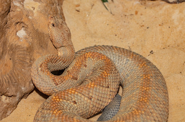 rattlesnake blending into the desert surrounding