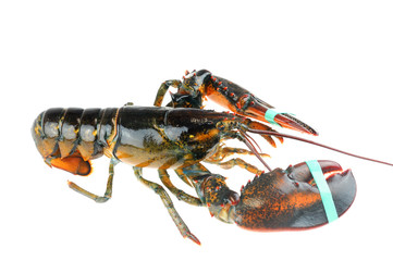 single alive raw lobster isolated on white background