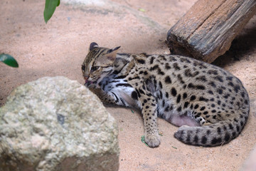 Leopard cat (Prionailurus bengalensis)Looking on a rock with light from above.