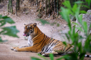 Fototapeta na wymiar Siberian tiger (Panthera tigris altaica), also known as the Amur tiger.