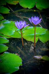 Purple/Blue Water Lilies in Wiamea Valley, Hawaii