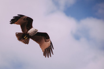 Eagle Flying High
