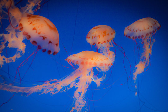 Dancing Jellyfish Swimming Upward