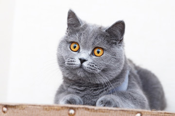 British shorthair cat portrait, beautiful kitty sitting and looking