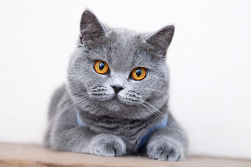 British shorthair cat portrait, beautiful kitty sitting and looking