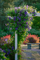 Purple arbor