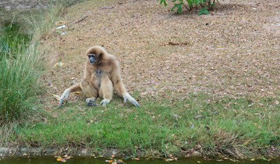 White-browed gibbon or Hoolock Gibbon , Hoolock hoolock, Gibbon wildlife sanctuary. Gibbon is an endangered species. Gibbons are apes in the family Hylobatidae. It is one of the better-known gibbons.