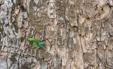 Background of the brown rain tree bark of a tree with green buds sprout on it. Expanded circular panorama of the bark of rain tree.