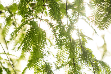 morning sun light shine throw the green leaves in the forest