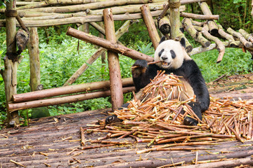 Cute funny panda bear sitting in pile of bamboo shoots