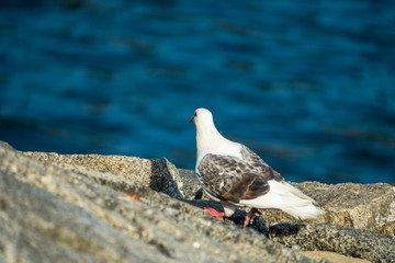 white pigeon walking on the rocks near the river bank with river reflecting the blue sky