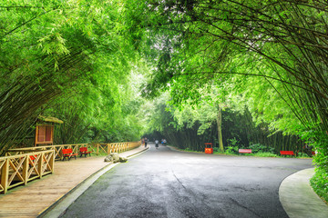 Obraz premium Amazing road intersection in bamboo woods. Road through forest