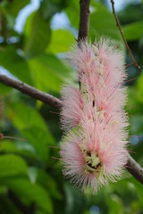 Topffruchtbaumgewächs