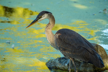 great blue heron looking for fish in the pond.
