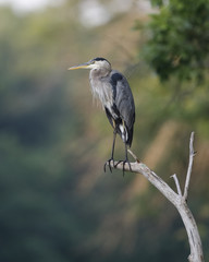 Great Blue Heron yawning on a dead tree branch