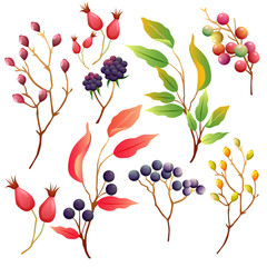 stock collection floral elements autumn barbery