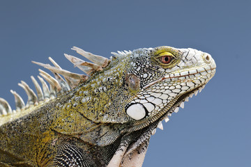 Closeup of a Green Iguana