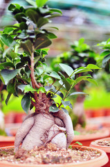Potted Bonzai Plant in a Row with bokeh background