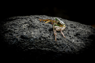 Hawaian  Crab