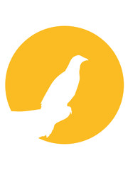 gelb kreis rund sonne mond nacht klippe rabe sitzend silhouette umriss schatten adler falke taube vogel fliegen clipart