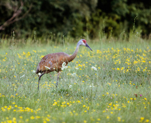 Sandhill Crane in Field