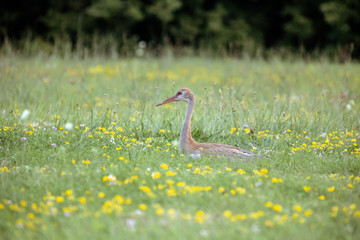 Sandhill Crane Colt Chick Baby Young Laying Down Resting