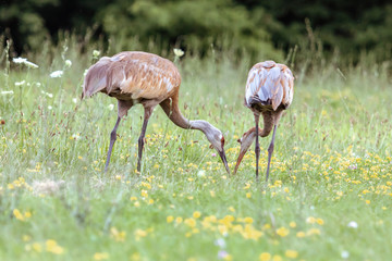 Sandhill Crane in Field with Baby Colt Feeding