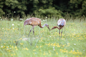 Obraz na płótnie Canvas Sandhill Crane in Field with Baby Colt Feeding