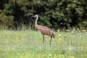 Sandhill Crane in Field 