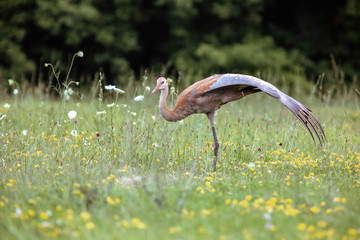 Sandhill Crane Baby Colt in Field Stretching Wing