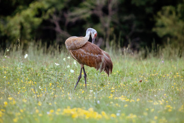 Sandhill Crane in Field Cleaning Feathers