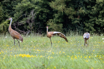 Sandhill Crane Family with Baby Colt Stretching Spring