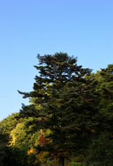 Fototapeta premium 針葉樹の大木